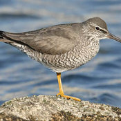 Wandering Tattler